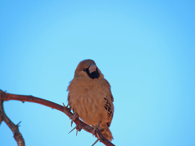 Weaver bird, Kalahari